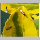 Braconidae sp - Brackwespe 02a 5mm.jpg